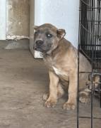 best choice kennels, Cane Corso