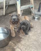best choice kennels, Cane Corso