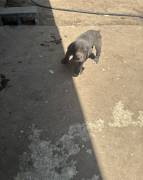 best Choice Kennels, Cane Corso