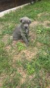 best Choice Kennels, Cane Corso