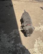 best Choice Kennels, Cane Corso