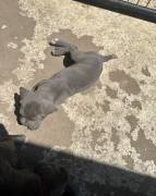 best Choice Kennels, Cane Corso