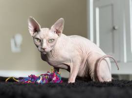2 MALES , Sphynx