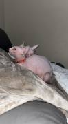 2 MALES , Sphynx