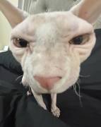 2 MALES , Sphynx