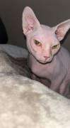 2 MALES , Sphynx