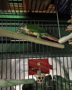 REHOME ASAP, Green Cheeked Conure