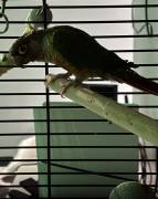 REHOME ASAP, Green Cheeked Conure