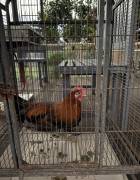 Rooster, Other Birds