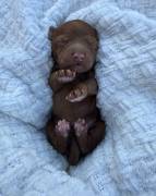 MiniGoldendoodles, Mixed Breed