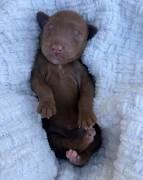 MiniGoldendoodles, Mixed Breed