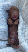 MiniGoldendoodles, Mixed Breed