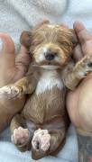 MiniGoldendoodles, Mixed Breed