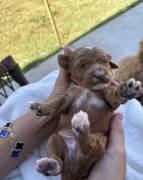MiniGoldendoodles, Mixed Breed