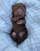 MiniGoldendoodles, Mixed Breed