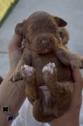 MiniGoldendoodles, Mixed Breed