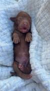 MiniGoldendoodles, Mixed Breed