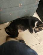 pitbull husky mixed, Mixed Breed