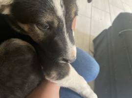 pitbull husky mixed, Mixed Breed