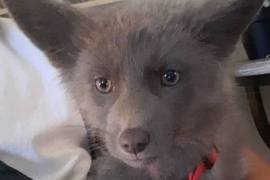 Baby fox kit, Other Animals