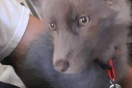 Baby fox kit, Other Animals