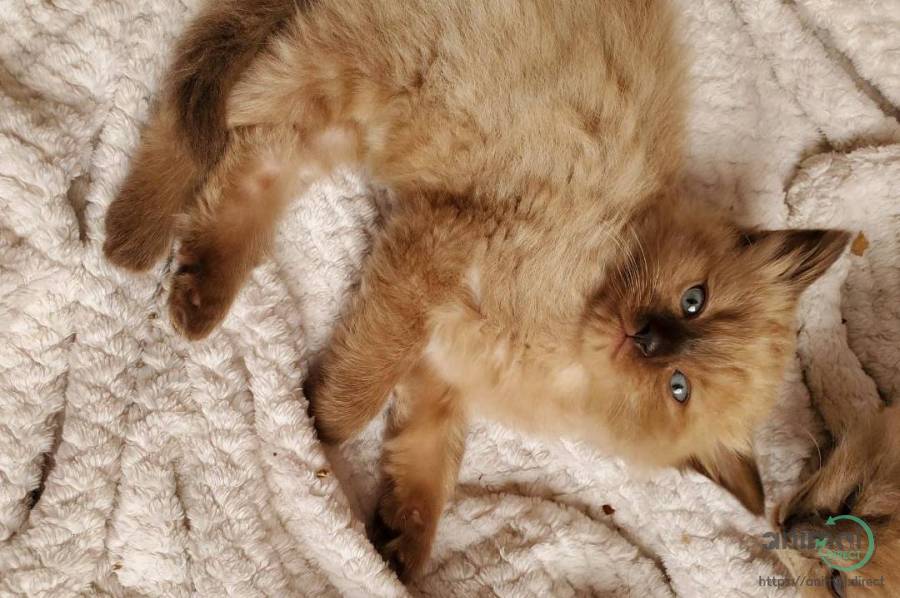 Ragdoll Kitten, Ragdoll