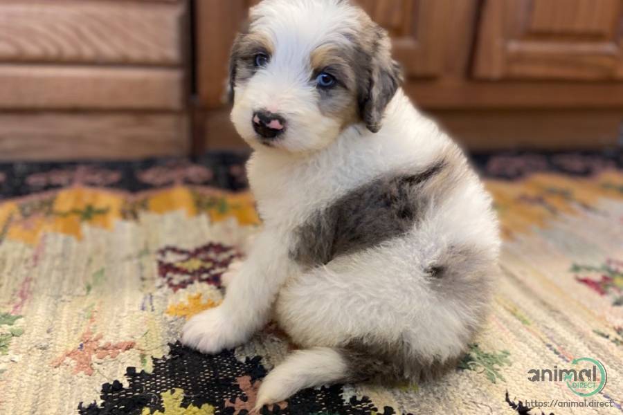 Medium size Doodle puppies!, Mixed Breed