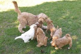 Amazing golden doodle puppies , Mixed Breed