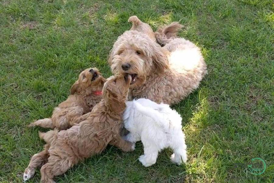 Amazing golden doodle puppies , Mixed Breed