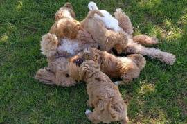 Amazing golden doodle puppies , Mixed Breed
