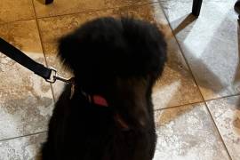Black Standard Poodle - Puppy, Poodle