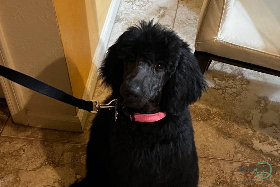 Black Standard Poodle - Puppy, Poodle