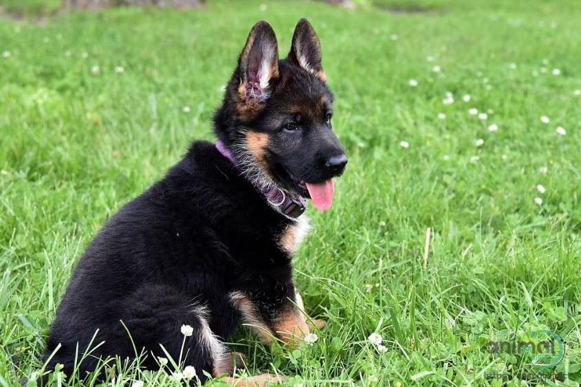 text (402) 218-1828 for info, German Shepherd