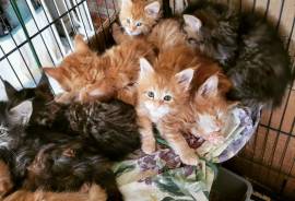 Kitten and cats, any colors., Maine Coon