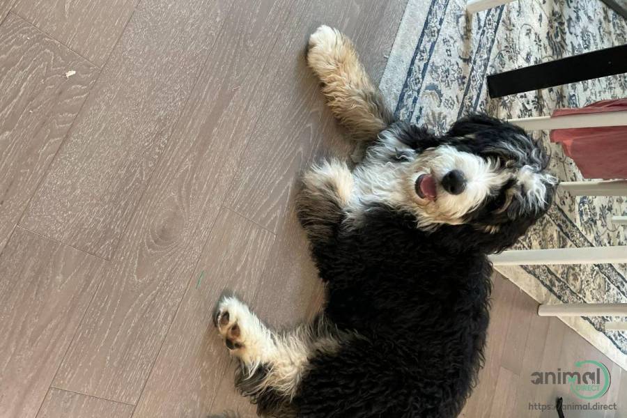 Bernadoodle, Mixed Breed