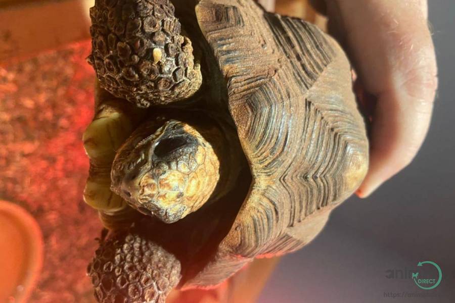 10+ Year Old Red Foot Tortoise, Tortoise