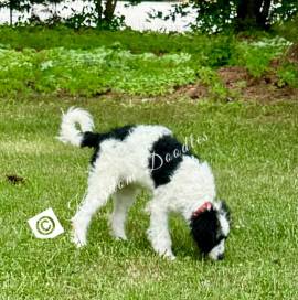 Miss Pink mini Bernedoodle , Mixed Breed