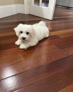 8-week old male puppy for adop, Bichon Frise