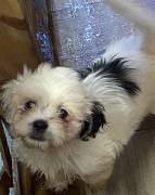 Shih Apso Designer Puppy, Mixed Breed