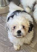 Shih Apso Designer Puppy, Mixed Breed