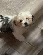 Shih Apso Designer Puppy, Mixed Breed