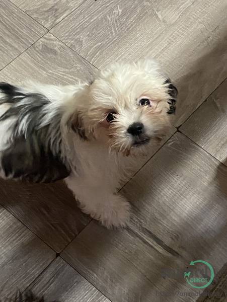 Shih Apso Designer Puppy, Mixed Breed
