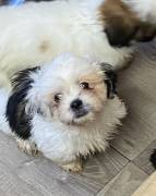 Shih Apso Designer Puppy, Mixed Breed