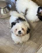 Shih Apso Designer Puppy, Mixed Breed