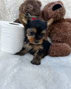 Precious Yorkie puppies , Yorkshire Terrier