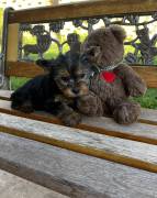 Precious Yorkie puppies , Yorkshire Terrier