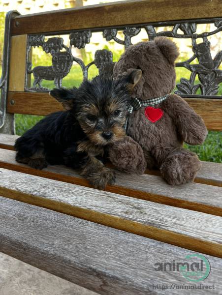 Precious Yorkie puppies , Yorkshire Terrier