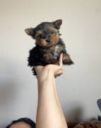 Precious Yorkie puppies , Yorkshire Terrier
