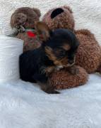 Precious Yorkie puppies , Yorkshire Terrier