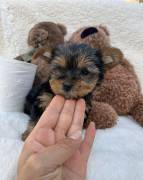 Precious Yorkie puppies , Yorkshire Terrier